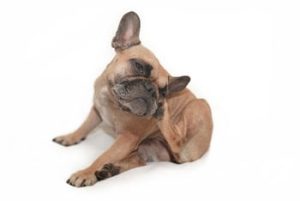 Oorproblemen bij honden