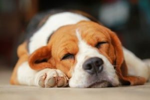 Hond ontspannen
