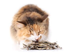 Zalmolie voor je kat