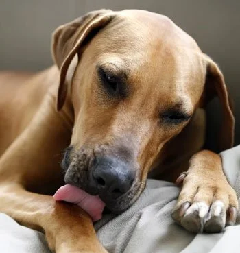 Hotspots bij honden als symptoom van een (voedings)allergie
