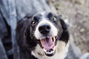 PEA voor honden