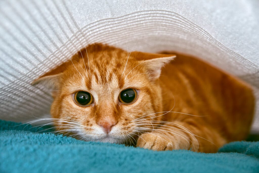 Gewrichtsproblemen katten