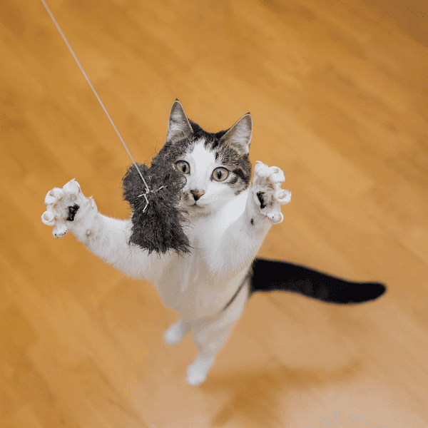 Is zalmolie veilig voor kittens en katten met een gevoelige maag