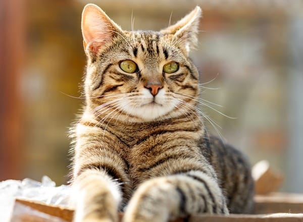 Hoe je zalmolie gebruikt voor maximale ondersteuning bij je kat 